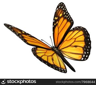 Monarch Butterfly isolated on a white background angled in a three quarter view with open wings as a natural symbol of flying migratory insect butterflies that represents summer and the beauty of nature.