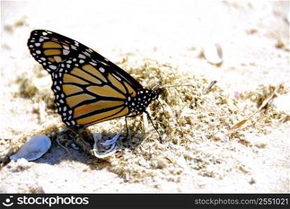 Monarch butterfly on a beach close up