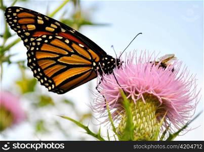 Monarch Butterfly on a burdock flower