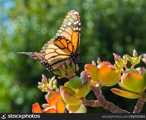 Monarch Butterfly on a Jade Plant in a hotel garden in Madeira