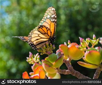 Monarch Butterfly on a Jade Plant in a hotel garden in Madeira