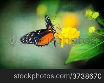 Monarch Butterfly on a spring flower overlaid with grunge texture