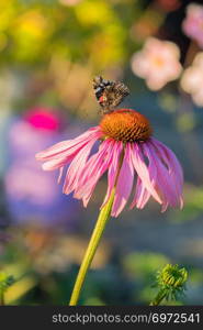 Monarch butterfly on Echinacea purpurea coneflower in macro