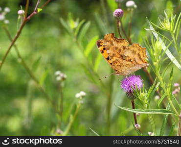 Monarch butterfly on pink flower on green leaf