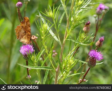 Monarch butterfly on pink flower on green leaf