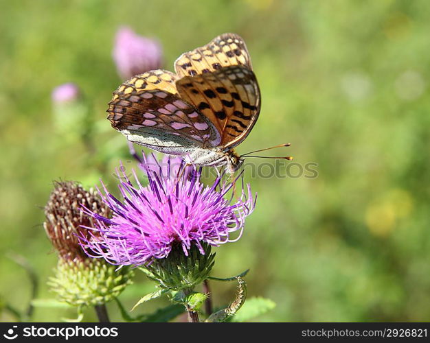 Monarch butterfly on red flower