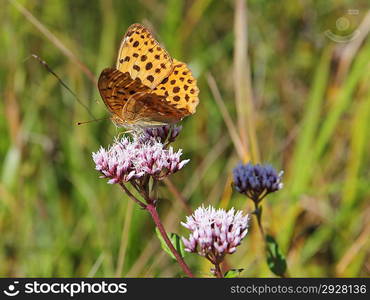 Monarch butterfly on red flower