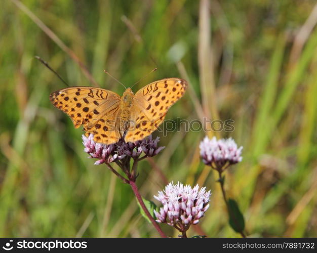 Monarch butterfly on red flower