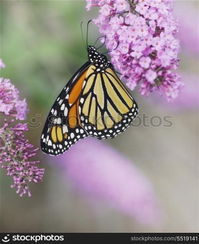 Monarch Butterfly On The Purple Flowers