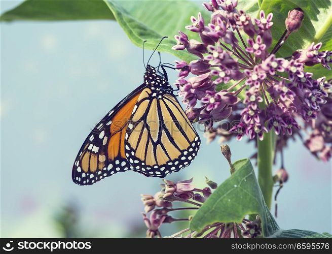 Monarch butterfly perched on pink swamp milkweed flowers