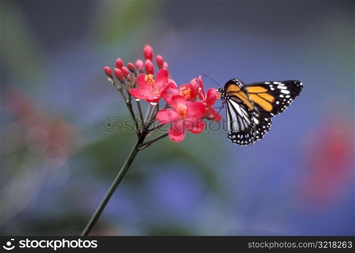 Monarch Butterfly Pollinating a Flower