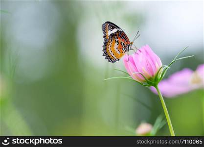 Monarch butterfly seeking nectar on a cosmos flower with copy space, beautiful picture.