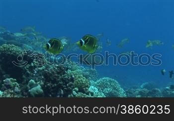 Mondsichel Falterfische, Chaetodon lunula, Racoon butterflyfishe, schwimmen im Meer