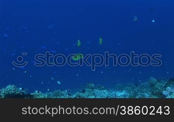 Mondsichel Falterfische, Chaetodon lunula, Racoon butterflyfishe, schwimmen im Meer