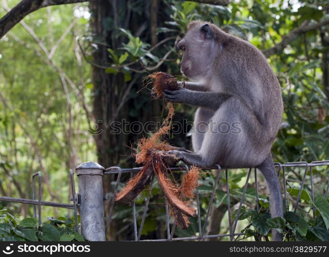 Moneky in monkey forest Ubdus Indonesia
