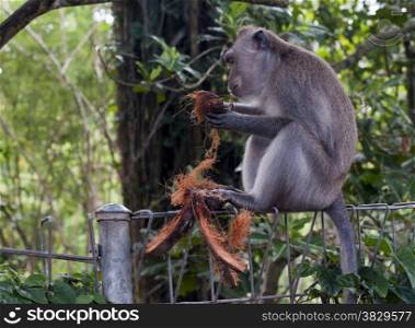 Moneky in monkey forest Ubdus Indonesia