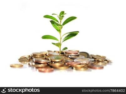 Money and plant isolated over white.