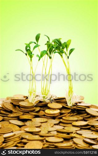 Money growth concept with coins and seedling