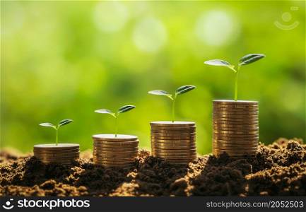 money stack with small tree growing stept. concept finance and accounting