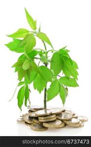 Money Tree Growing from Coins. Isolated on White Background
