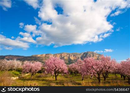 Mongo in Denia Javea in spring with almond tree flowers Alicante Spain