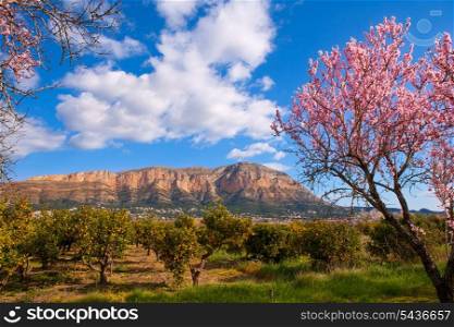 Mongo in Denia Javea in spring with almond tree flowers Alicante Spain