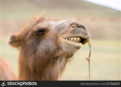 Mongolian Bactrian camels head with bared teeth