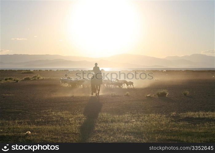 Mongolian boy drove herd of sheeps