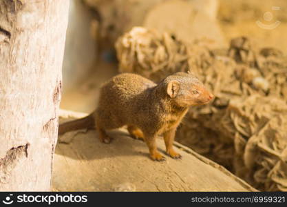 Mongoose on a tree trunk in a wildlife park of Belgium. Mongoose on a tree trunk . Mongoose on a tree trunk in a wildlife park of Belgium
