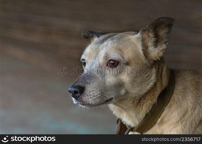 Mongrel dog curious looking with huge eyes. Attractive mongrel dog photo. Cute light red and white bicolor dog. Light red with white - a kind of bicolor dog.. Close up portrait of cute dog. Cool and cute dog. Cute short hair dog. Beautiful bicolor apricot and white dog
