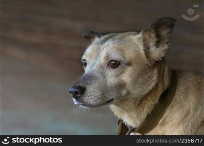 Mongrel dog curious looking with huge eyes. Attractive mongrel dog photo. Cute light red and white bicolor dog. Light red with white - a kind of bicolor dog.. Close up portrait of cute dog. Cool and cute dog. Cute short hair dog. Beautiful bicolor apricot and white dog