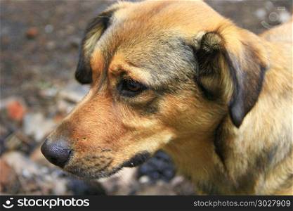 Mongrel dog nice and light. Sad pet. Brown sad mongrel standing on ground. Curious dog looking sadly. Homeless mongrel dog waiting for new owner