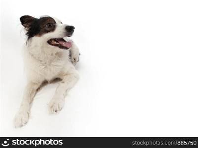 mongrel dog on white