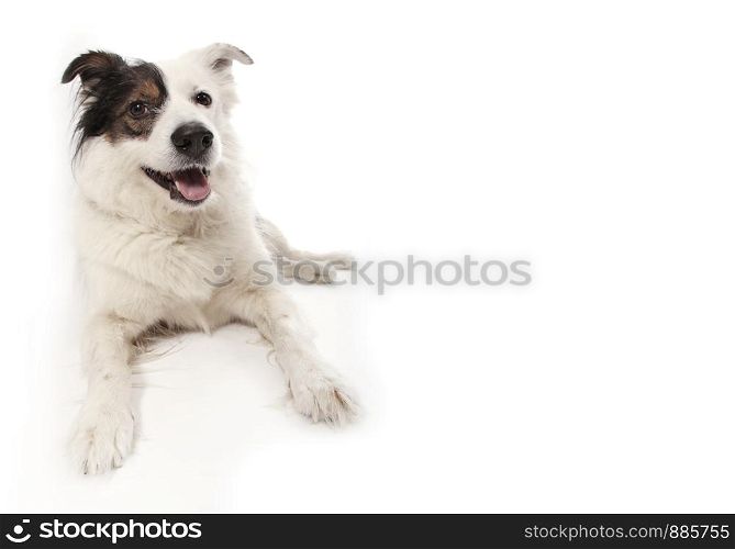 mongrel dog on white