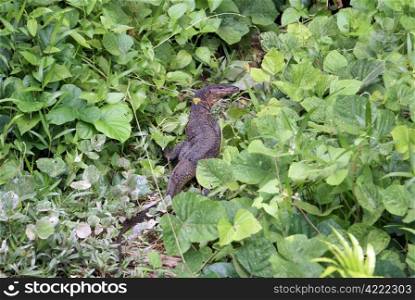 Monitor lizard in the grass, Perhentian island, Malaysia
