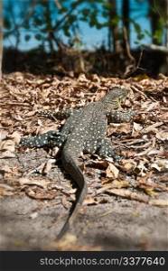 Monitor Lizard in the Whitsunday Islands Archipelago