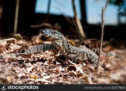 Monitor Lizard in the Whitsunday Islands Archipelago