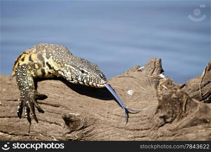 Monitor lizard. Water monitor lizard or leguaan climbing over a wooden log