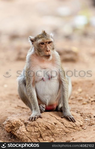 monkey