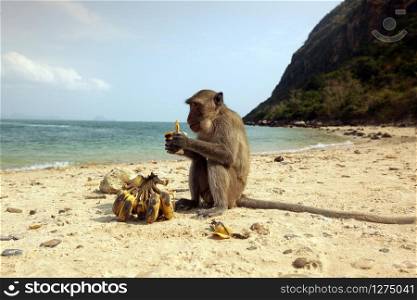 Monkey at the Beach of the Monkey island in front of the Dolphin Bay at the Khao sam roi Yot national park south of the Town of Hua Hin in Thailand. Thailand, Hua Hin, November, 2019. ASIA THAILAND HUA HIN DOLPHIN BAY MONKEY ISLAND