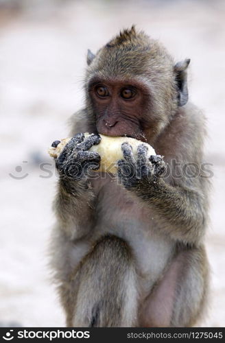 Monkey at the Beach of the Monkey island in front of the Dolphin Bay at the Khao sam roi Yot national park south of the Town of Hua Hin in Thailand. Thailand, Hua Hin, November, 2019. ASIA THAILAND HUA HIN DOLPHIN BAY MONKEY ISLAND