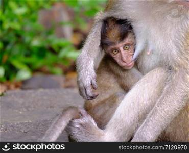 Monkey baby being breast-fed And look forward Show the love ties, With space to write.