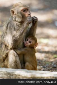 Monkey baby feeding, Dhikala, Jim Corbett National Park, Nainital?, Uttarakhand, India
