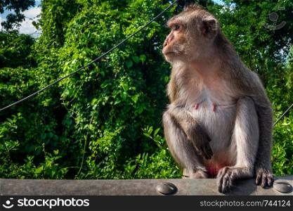 Monkey (Crab-eating macaque) enjoying the atmosphere And sunlight in the afternoon.