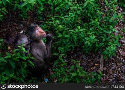 monkey (Crab-eating macaque) with cub in nature scene. Monkey with cub. Monkey love view.