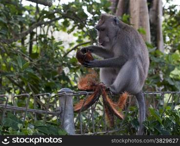 Monkey eating coconut in Ubud Indonesia