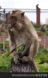 Monkey eating green guava in Thailand