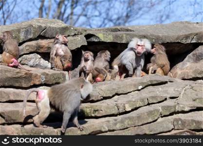 monkey family. Hamadryas Baboon