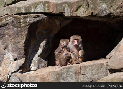 monkey family. Hamadryas Baboon