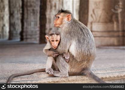 Monkey family - mother and her baby, focus on baby